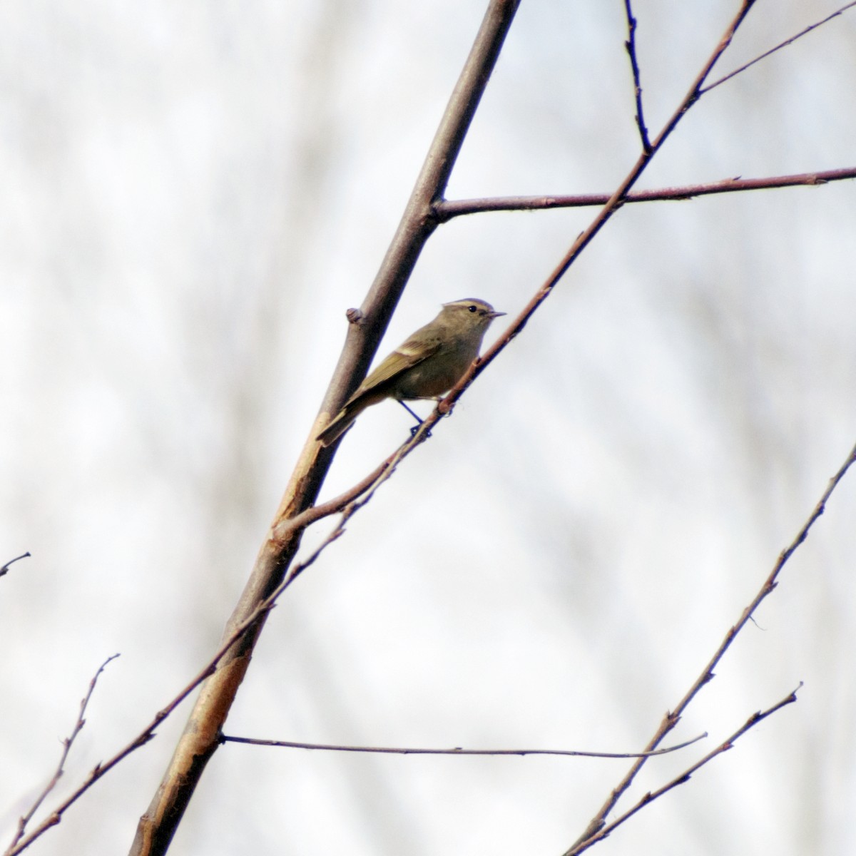 Hume's Warbler - ML416403111