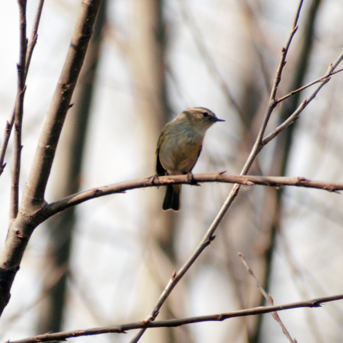 Hume's Warbler - ML416403121