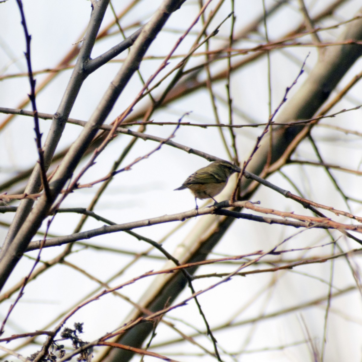 Hume's Warbler - ML416403131