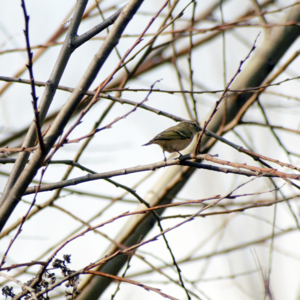 Hume's Warbler - ML416403141