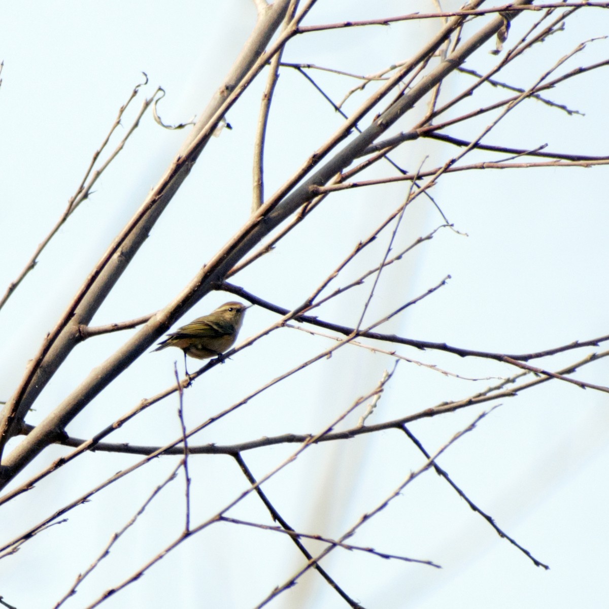 Hume's Warbler - ML416403151
