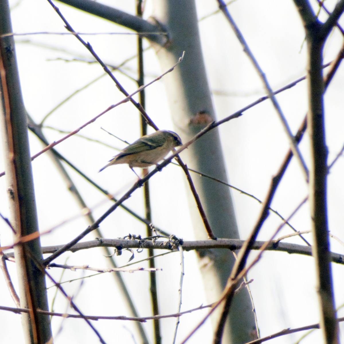 Hume's Warbler - ML416403161
