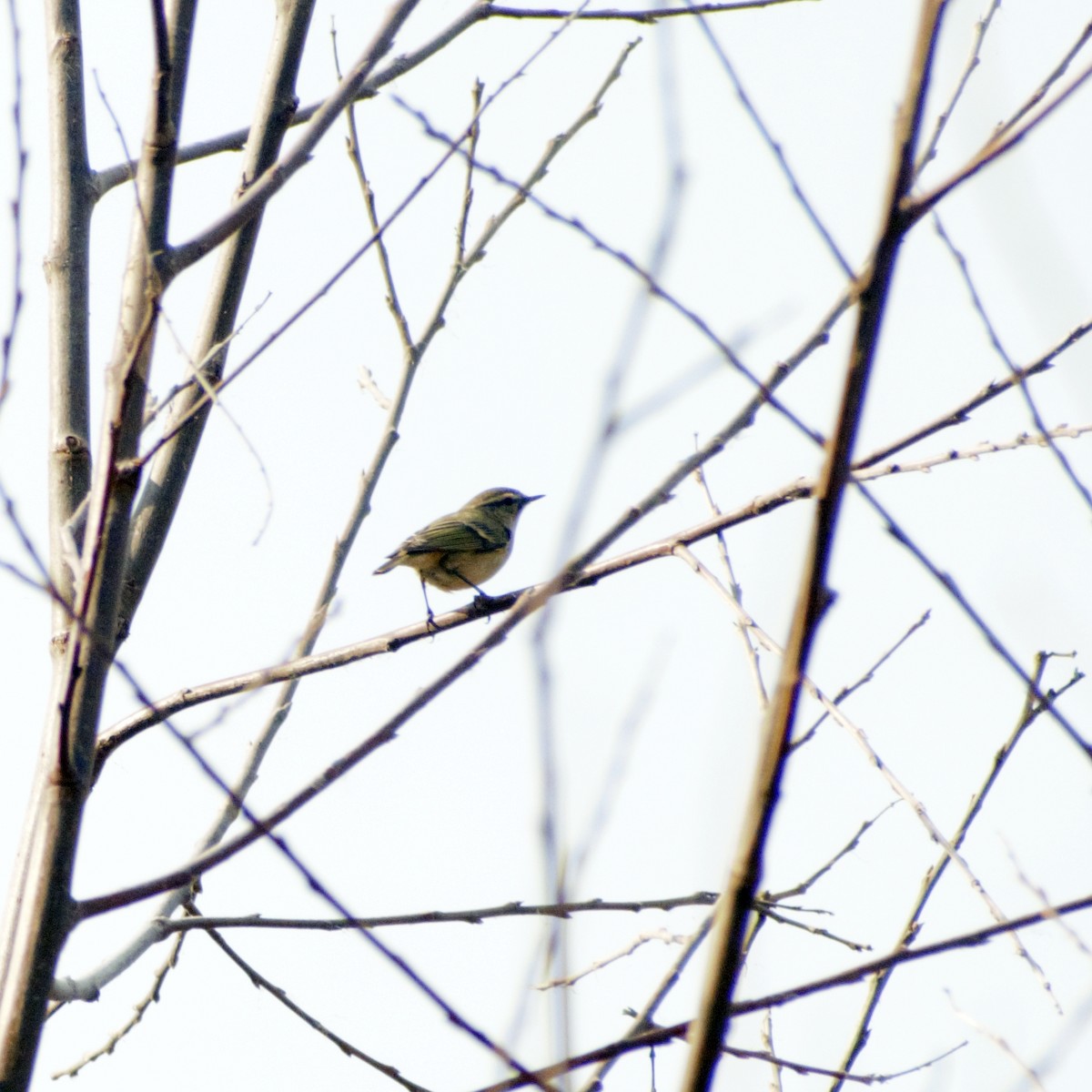 Hume's Warbler - ML416403171