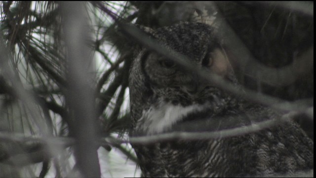 Great Horned Owl - ML416408