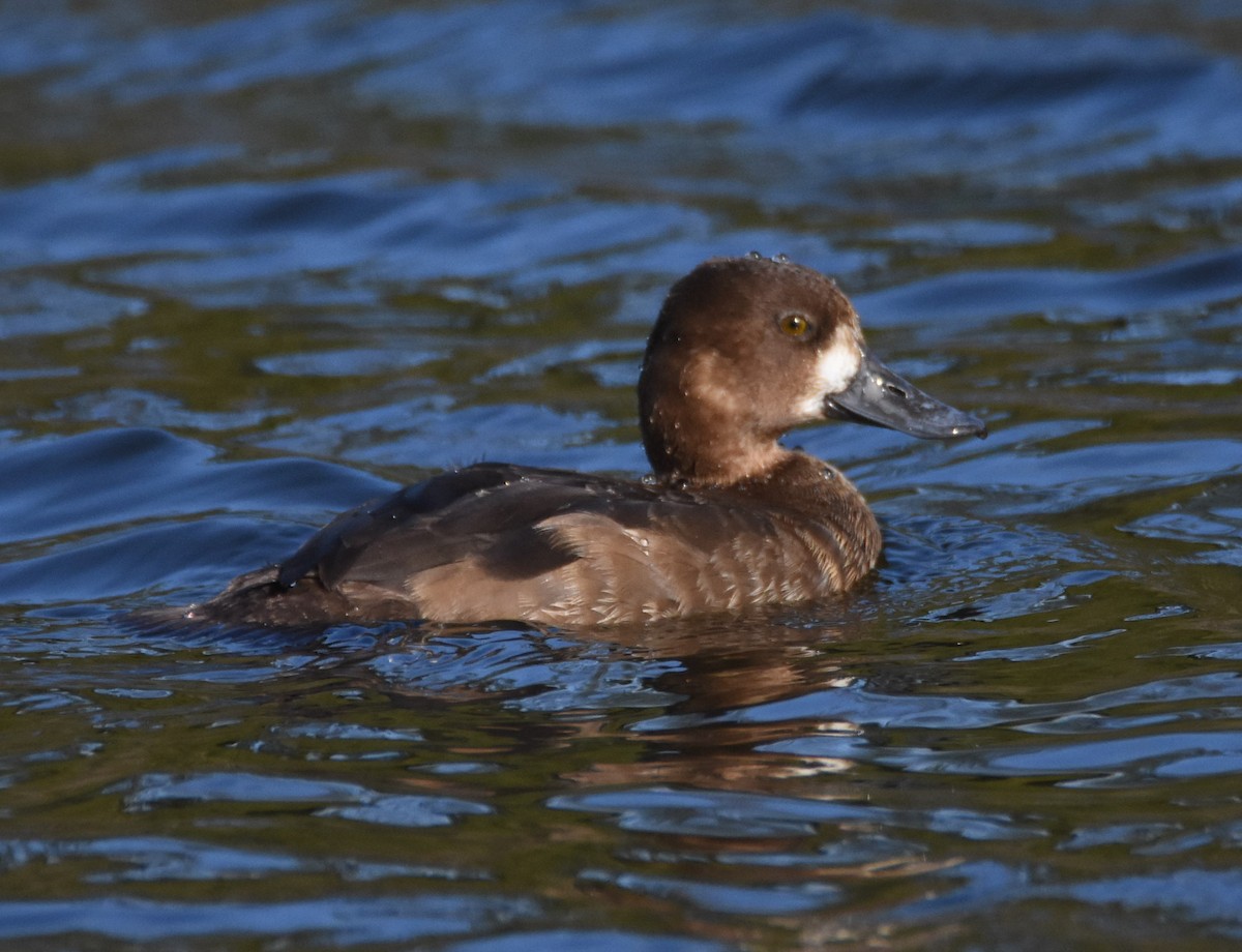 Lesser Scaup - Andrew Dobson