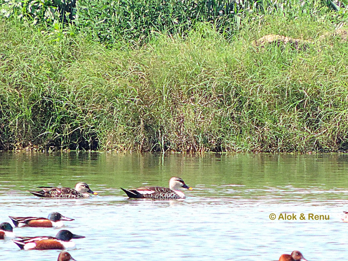 Indian Spot-billed Duck - ML416413461