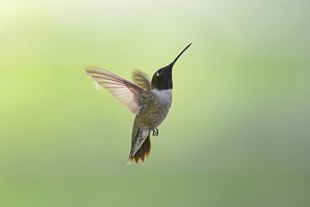 Black-chinned Hummingbird - Mike Charest