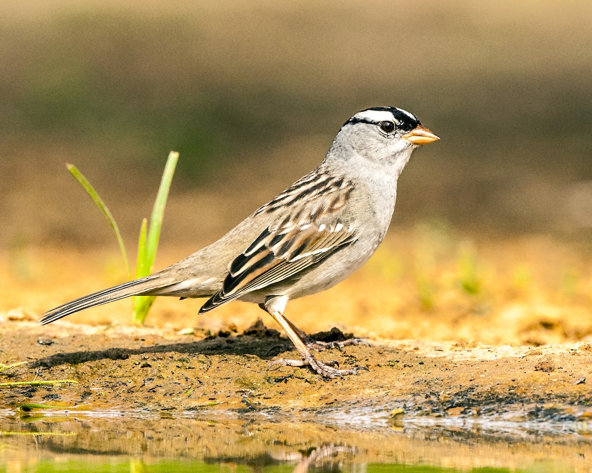 White-crowned Sparrow (leucophrys) - Cliff Peterson