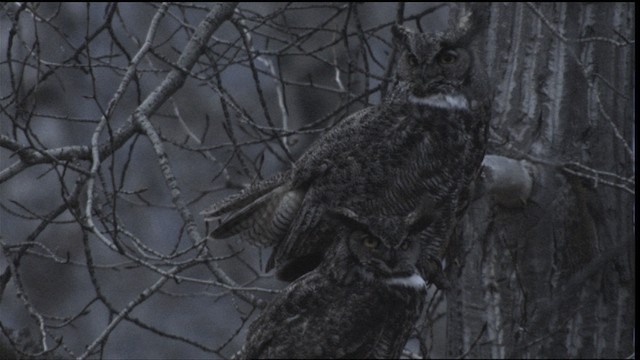 Great Horned Owl - ML416417