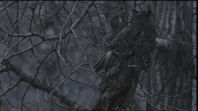 Great Horned Owl - ML416418