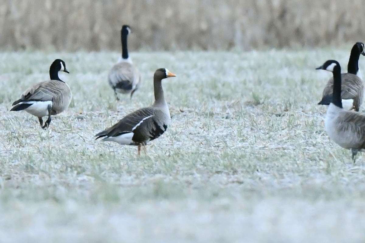 Greater White-fronted Goose - ML416418431