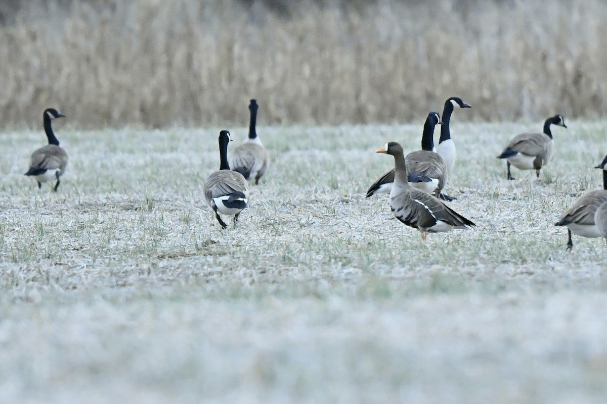 Greater White-fronted Goose - ML416418451