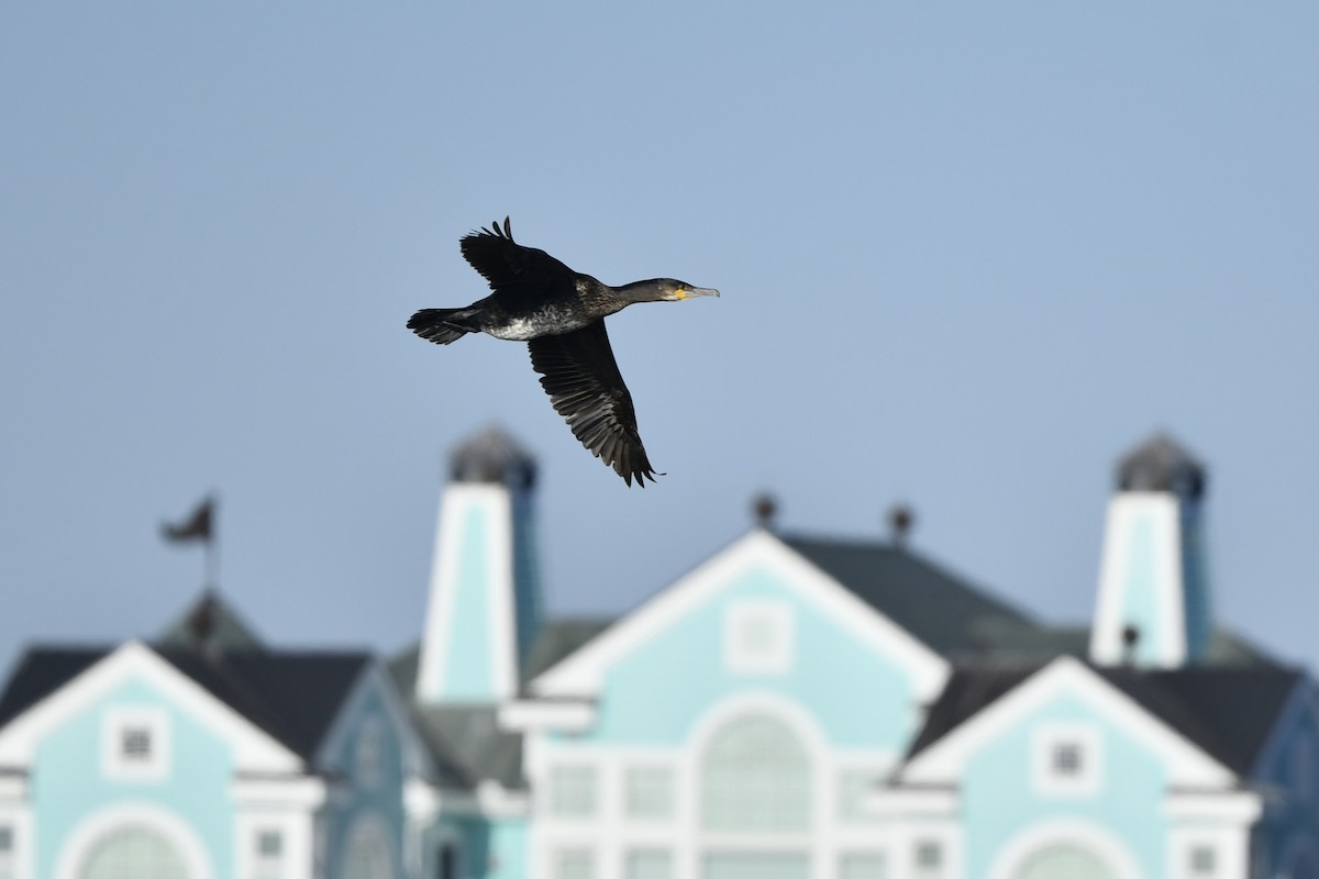 Great Cormorant (North Atlantic) - ML416418751