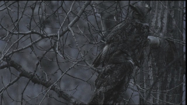 Great Horned Owl - ML416419