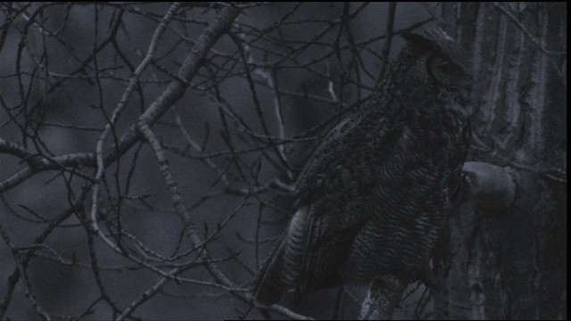 Great Horned Owl - ML416420