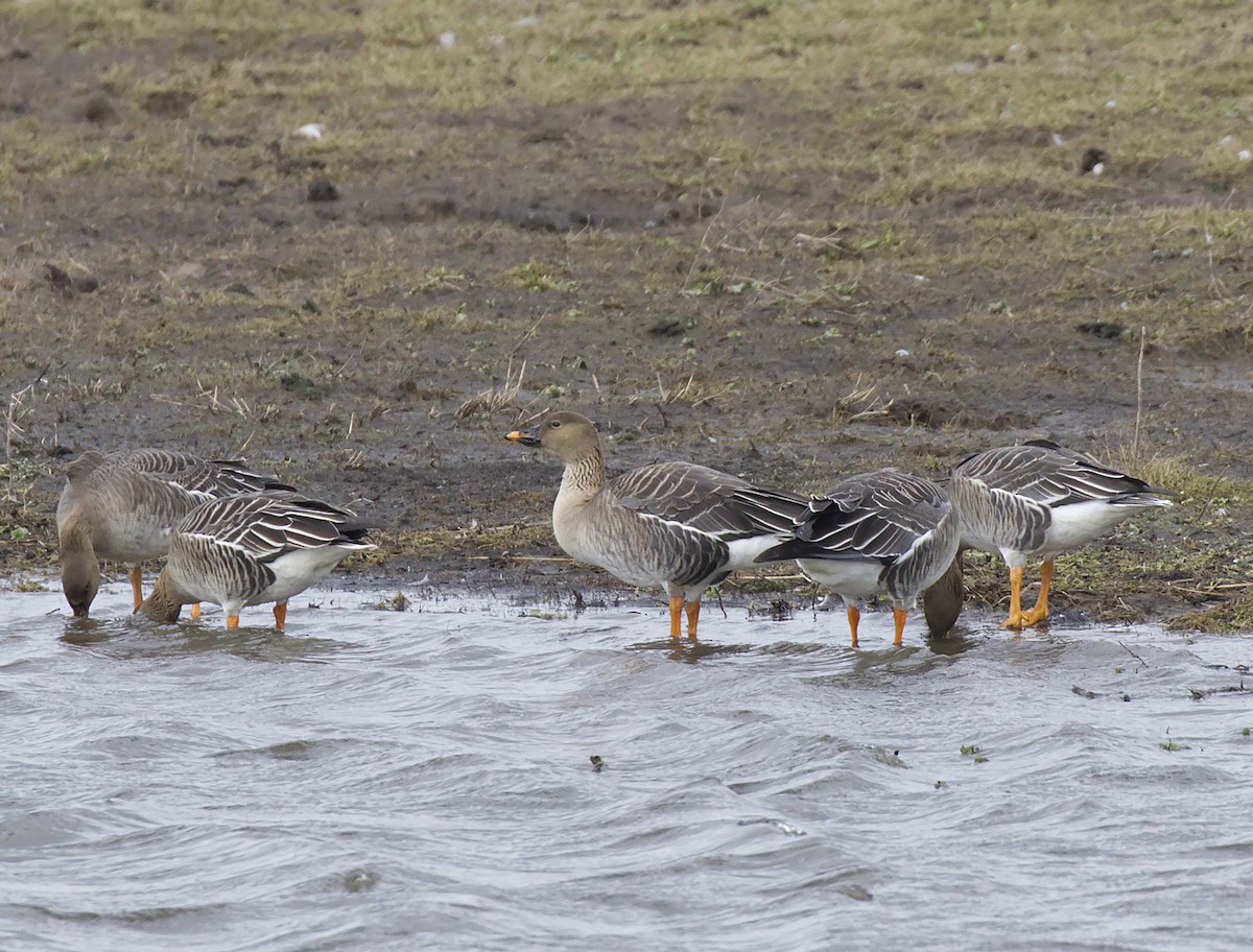 eBird Checklist - 14 Feb 2022 - WWT Welney Wetland Centre - 44 species