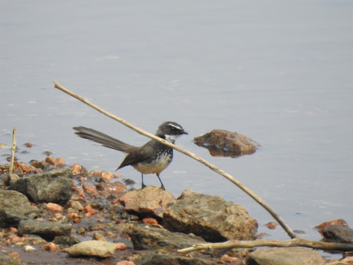 Spot-breasted Fantail - ML416421261