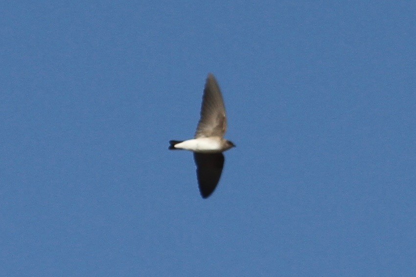 Northern Rough-winged Swallow - Daniel Tinoco