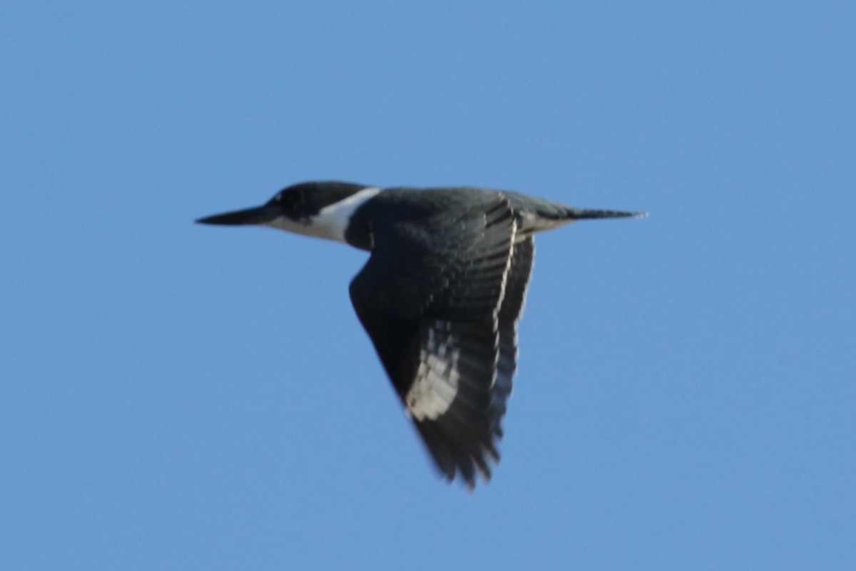 Belted Kingfisher - ML41642351