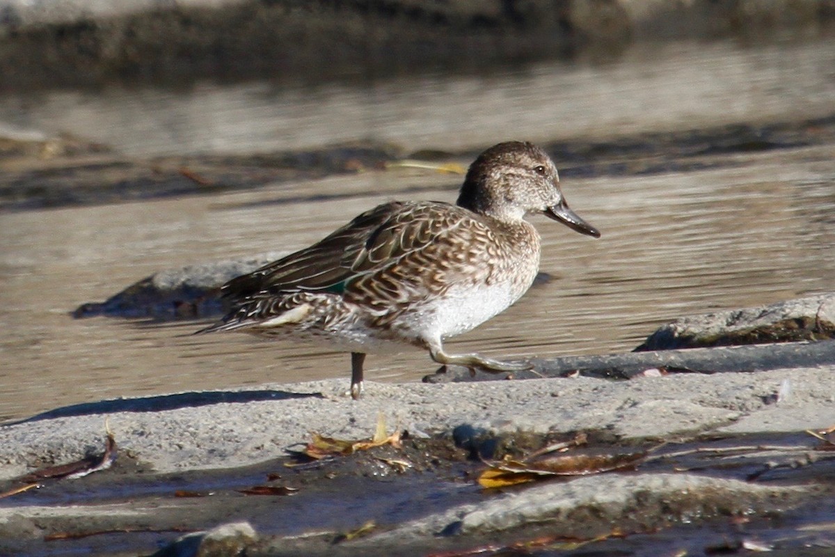 Green-winged Teal - ML41642511