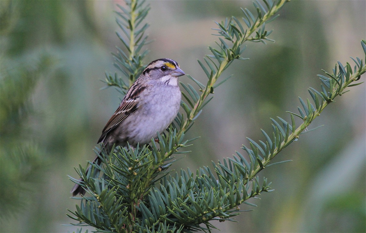 White-throated Sparrow - ML41642531