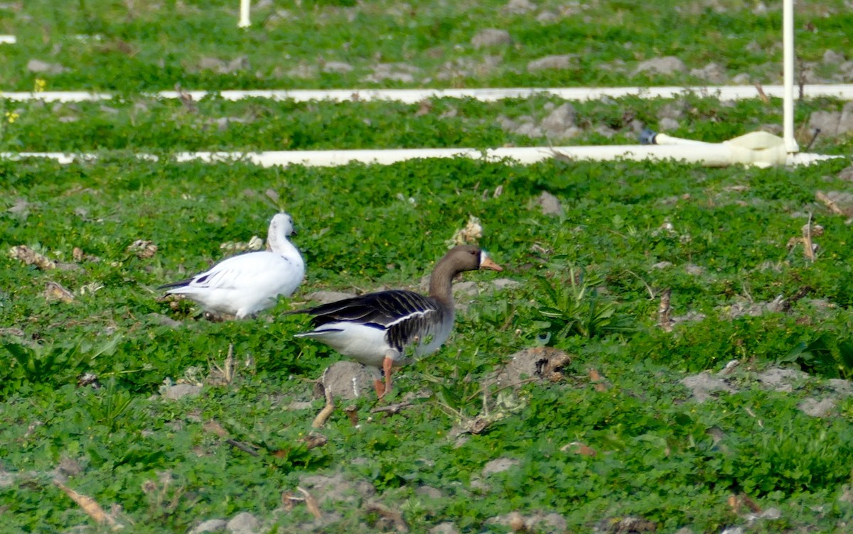 Greater White-fronted Goose - ML416426461