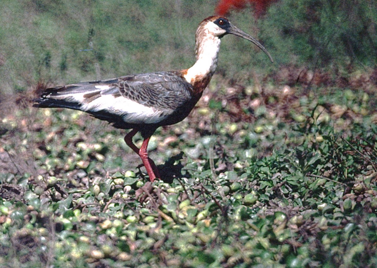 Buff-necked Ibis - Karl Overman