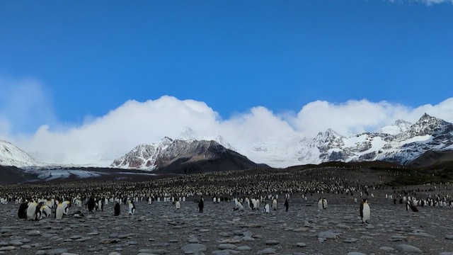 tučňák patagonský - ML416428951