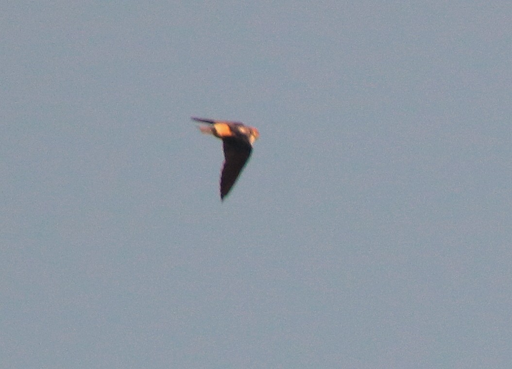 Red-rumped Swallow - ML416430201