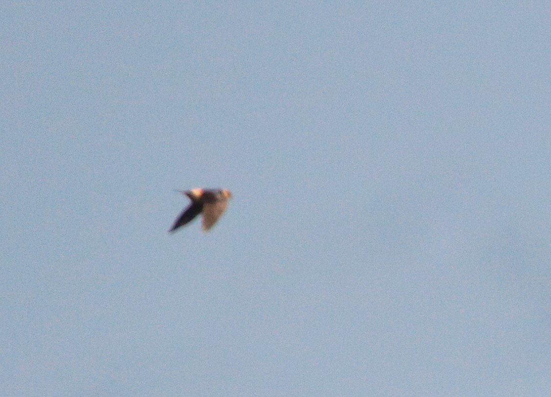 Red-rumped Swallow - ML416430211