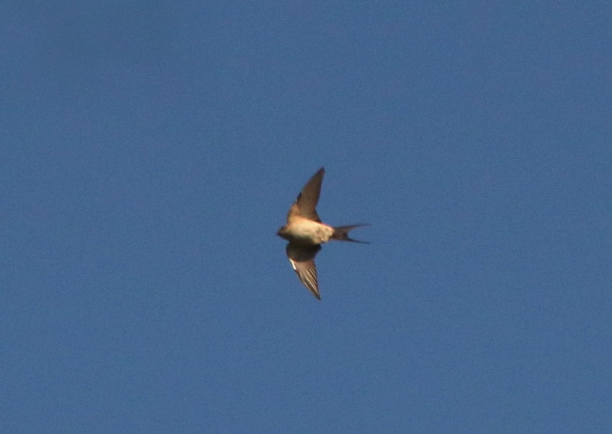 Red-rumped Swallow - ML416430221