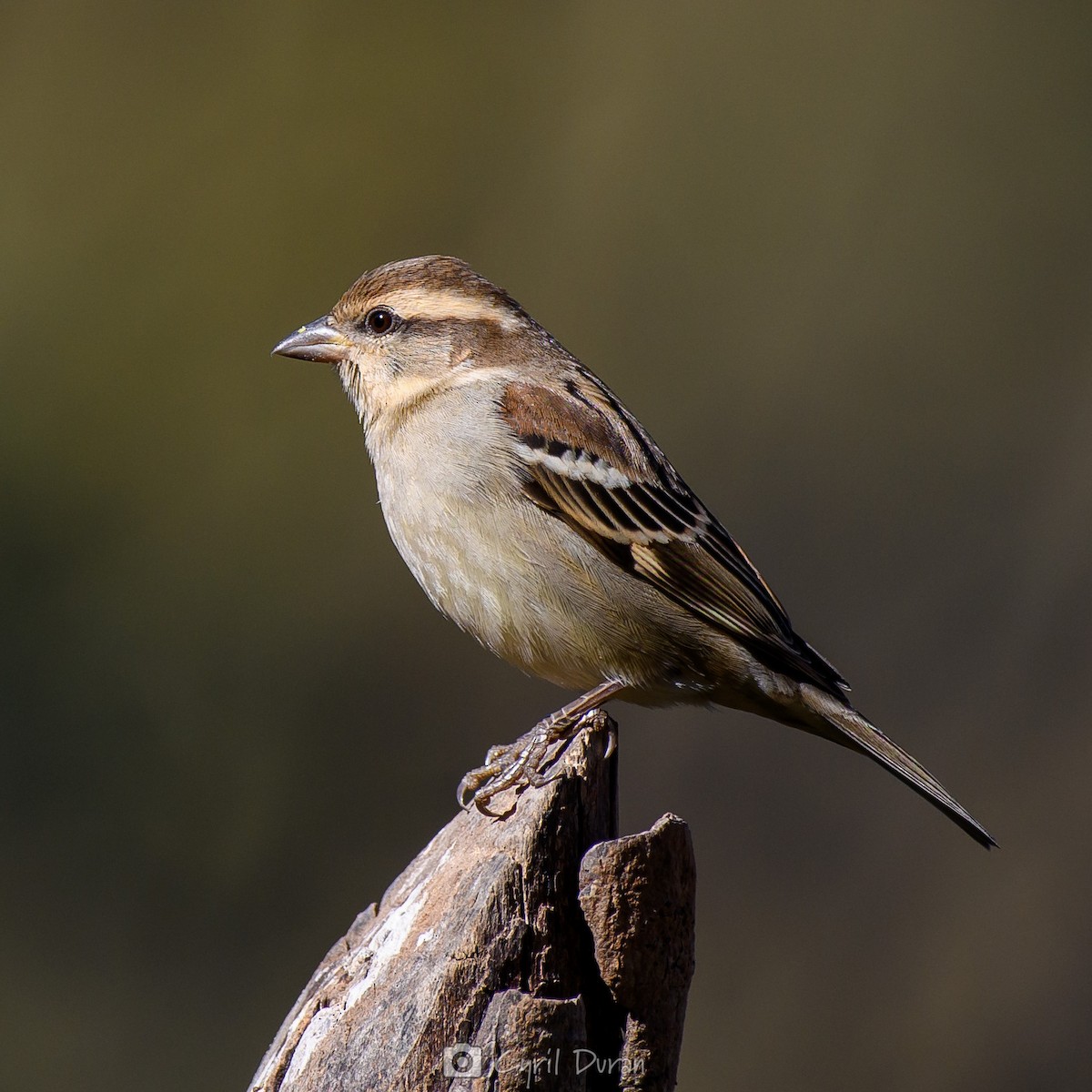 Russet Sparrow - Cyril Duran