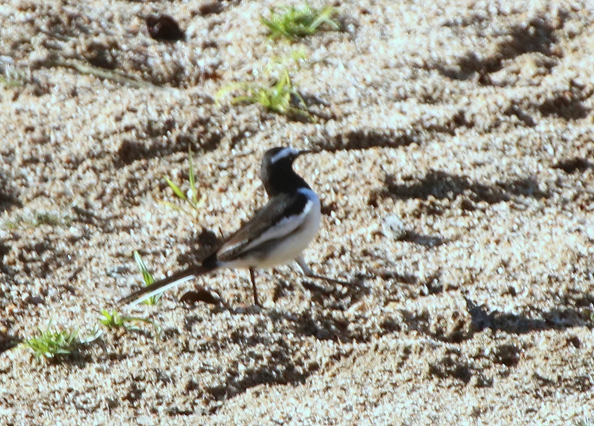White-browed Wagtail - ML416432901