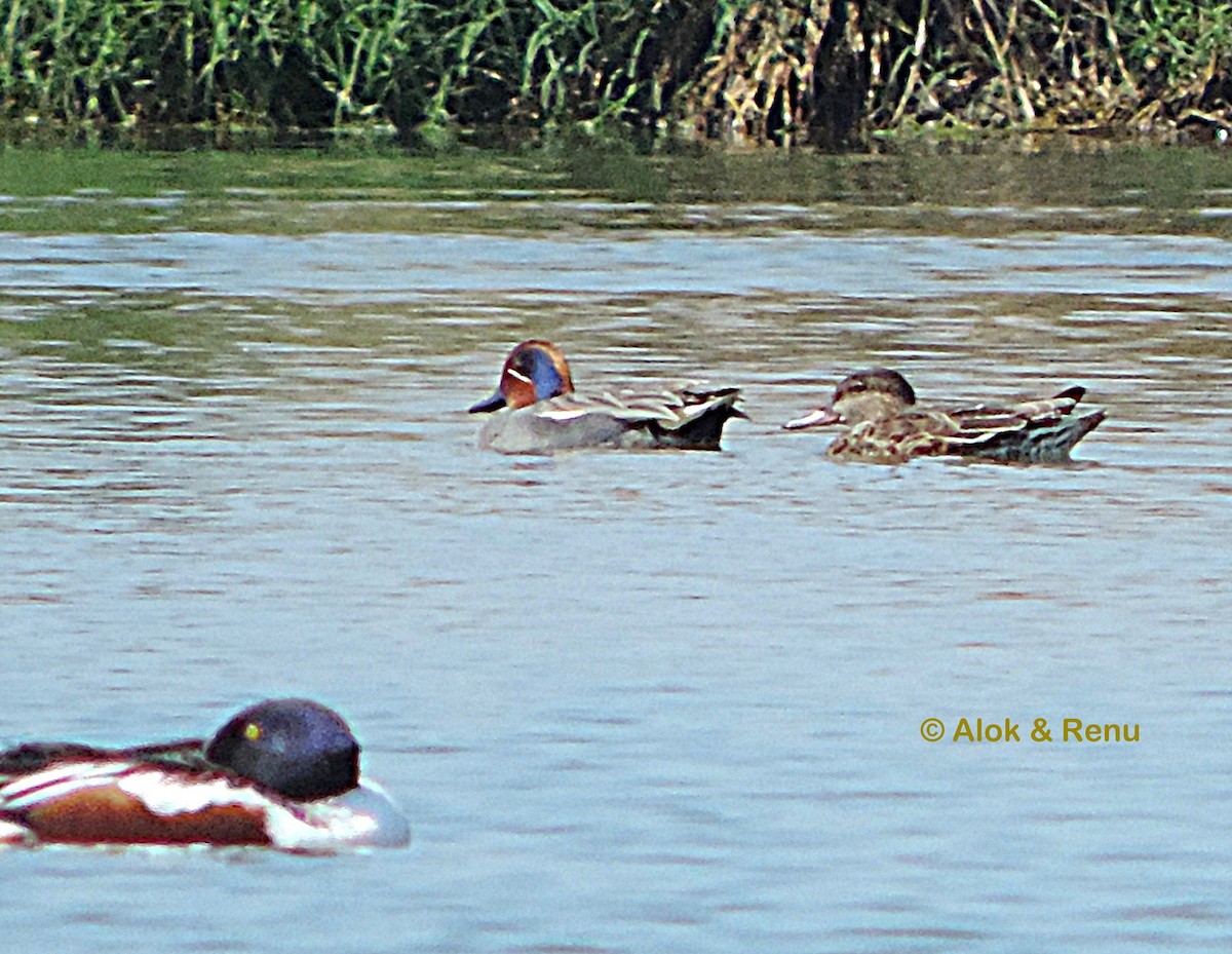 Green-winged Teal - ML416433011