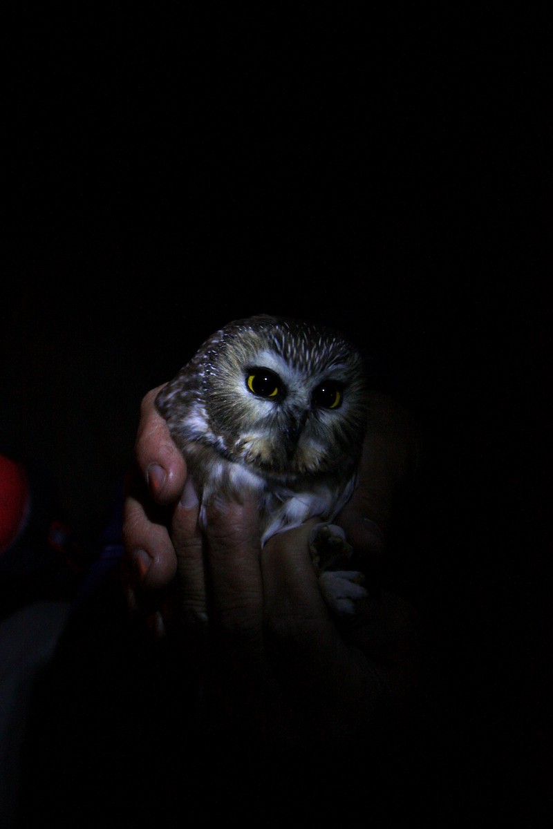 Northern Saw-whet Owl - Will Sweet