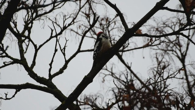 Middle Spotted Woodpecker - ML416437391