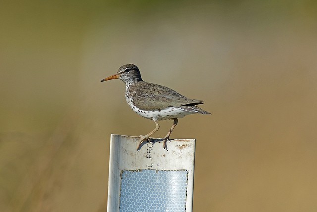 Spotted Sandpiper - Mike Charest
