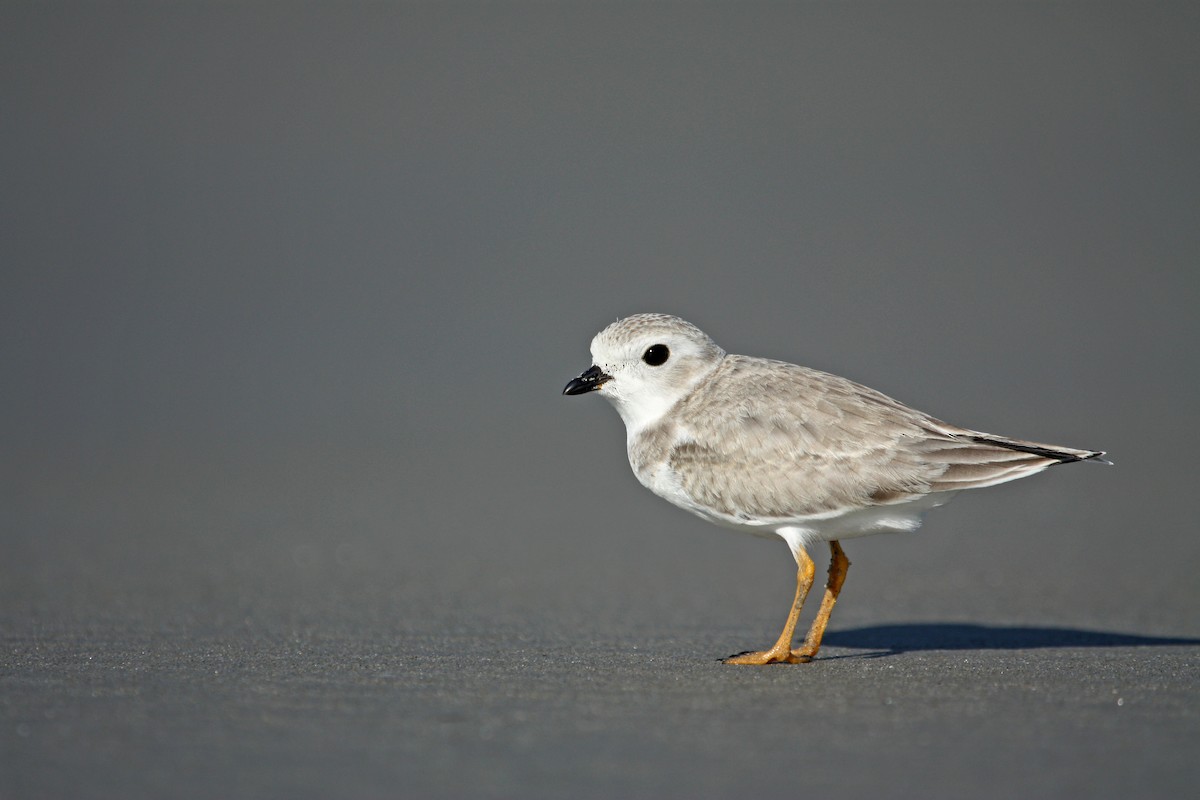Piping Plover - ML41643991