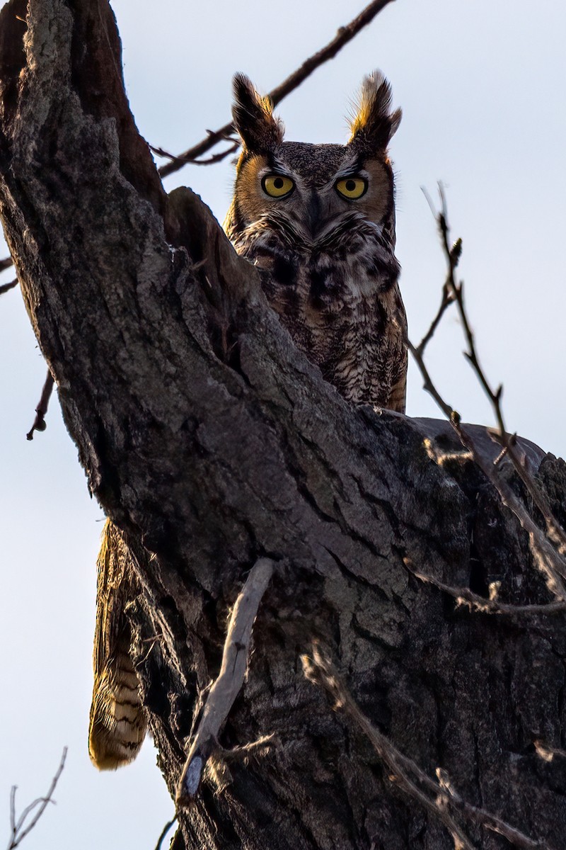 Great Horned Owl - ML416444101