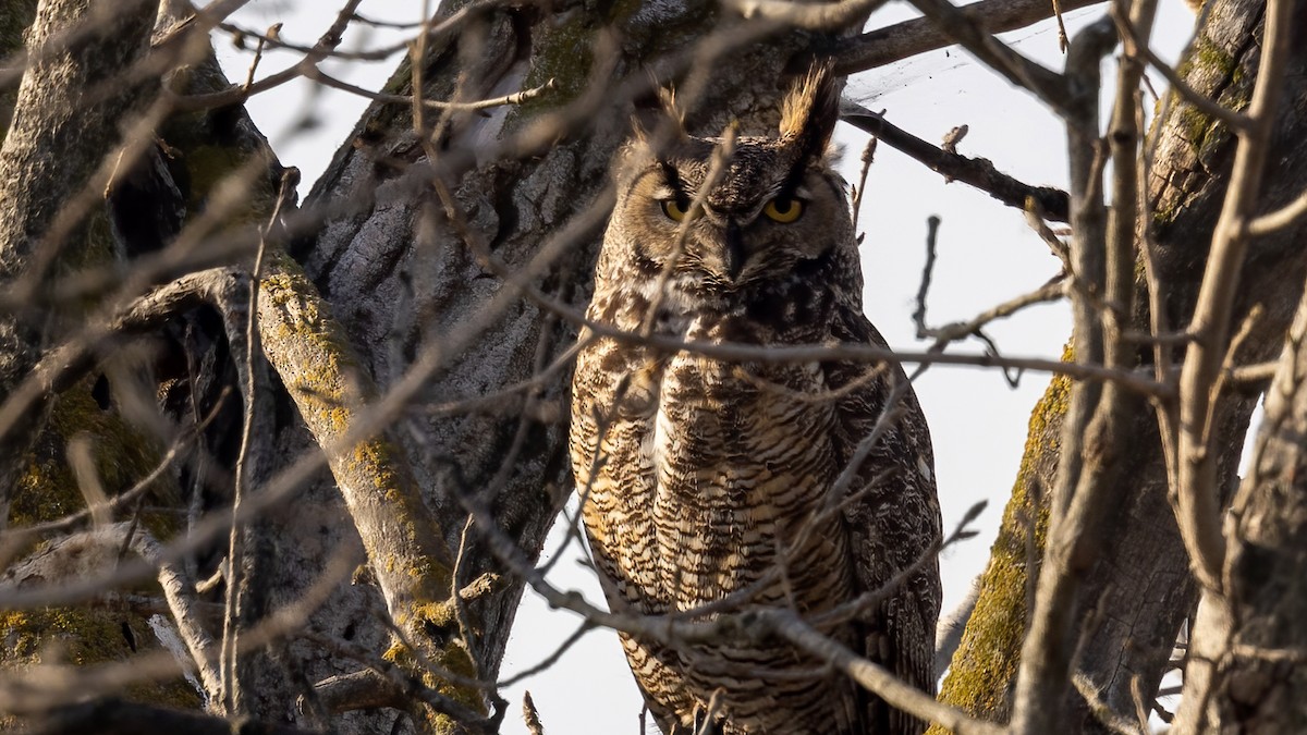 Great Horned Owl - ML416444111