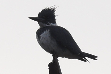 Belted Kingfisher - ML416445861