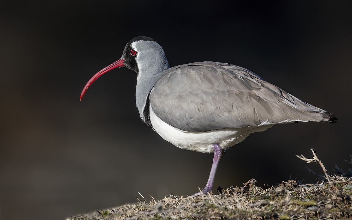 Bec-d'ibis tibétain - ML416450731