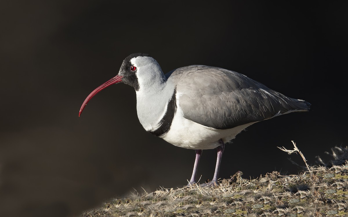 Bec-d'ibis tibétain - ML416450811