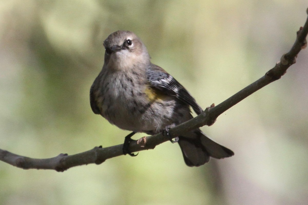 Yellow-rumped Warbler (Myrtle) - ML41645451