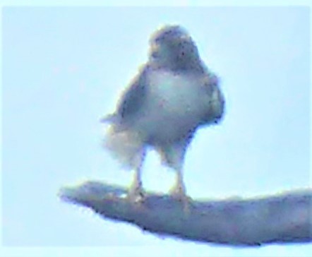 Red-tailed Hawk - ML416455171