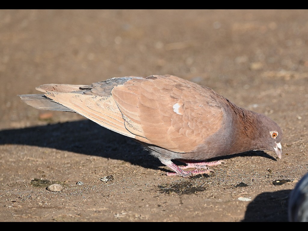 Rock Pigeon (Feral Pigeon) - ML416457821
