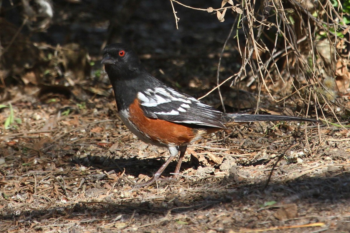 Spotted Towhee - ML41645851