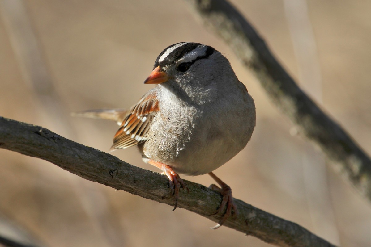 White-crowned Sparrow - Daniel Tinoco