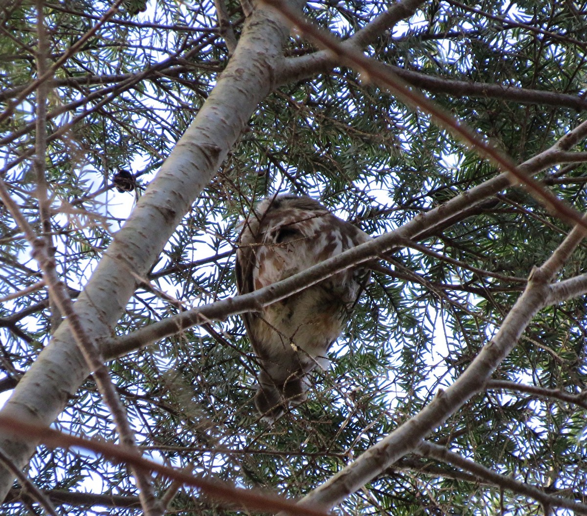 eBird Checklist 3 Dec 2016 Sherwood Island State Park 7 species