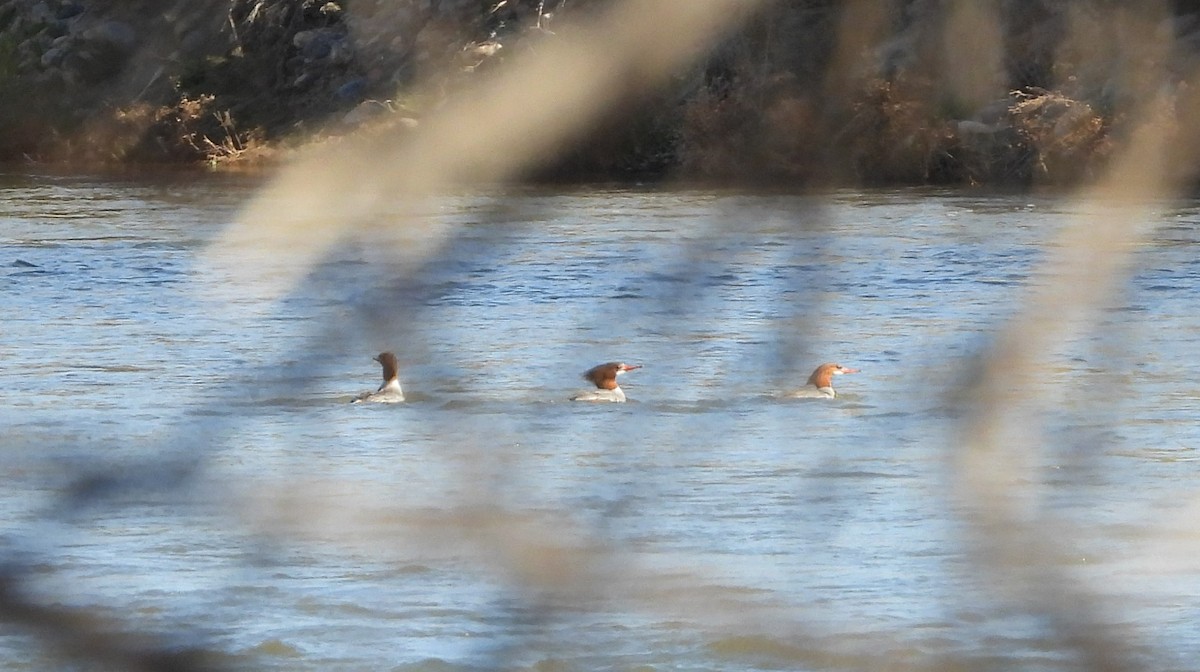 eBird Checklist 15 Feb 2022 Box Bar Recreation Site 20 species